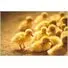 AUTOMATIC 3000 CAPACITY METAL BODY INCUBATOR